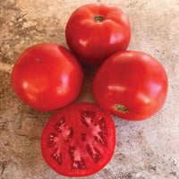 Tomato STM 2255 F1 Seed
