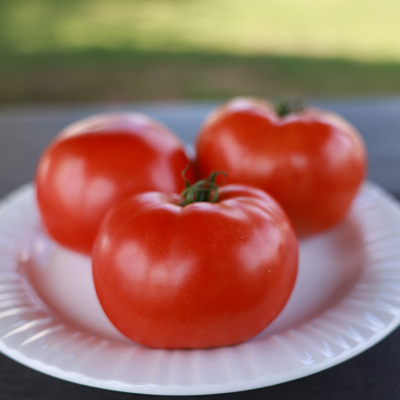 Tomato STM 2255 F1 Seed – Harris Seeds
