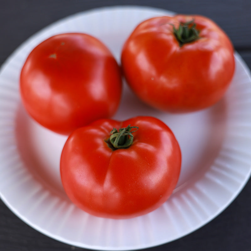 Tomato STM 2255 F1 Seed – Harris Seeds