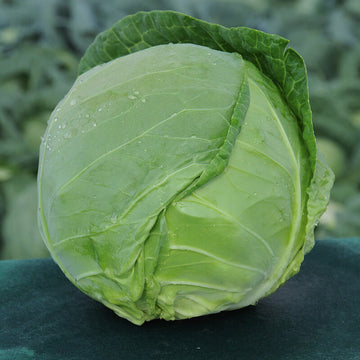 Cabbage Tiara F1 Organic Seed