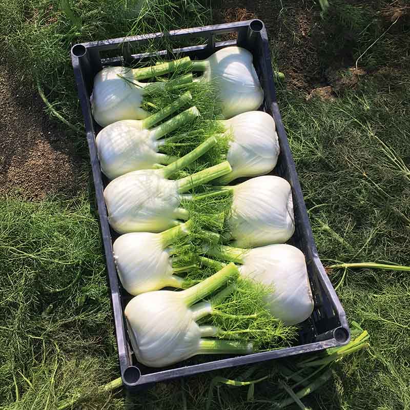 plant fennel seeds Fennel Dragon F1 Organic Seed RAW / 1,000 seeds / Organic