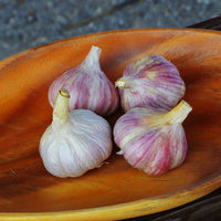 Garlic Chesnok Red Hardneck Certified Naturally Grown