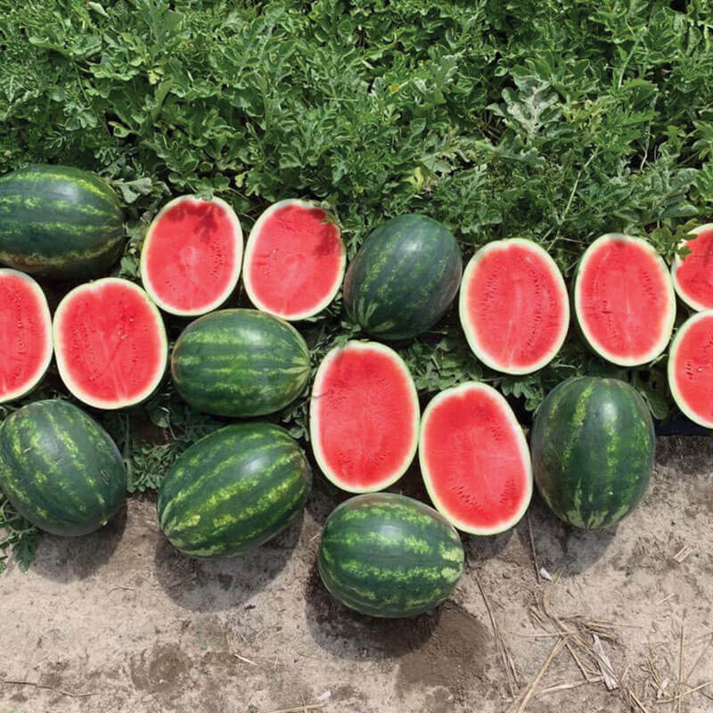 Watermelon Cracker Jack F1 Organic Seed Harris Seeds
