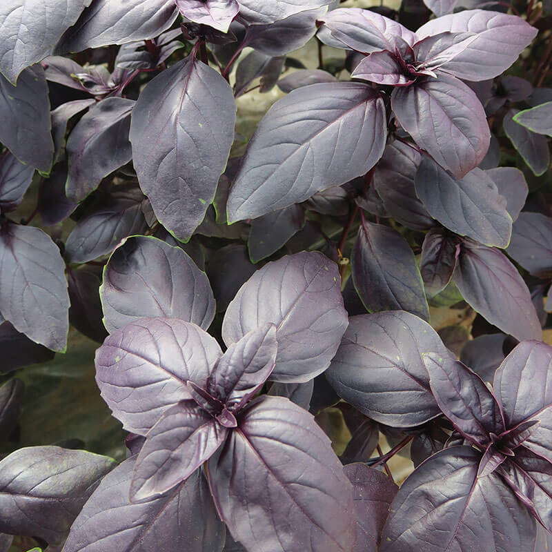 basil seeds from plant Basil Prospera Red F1 Organic Seed – Harris Seeds