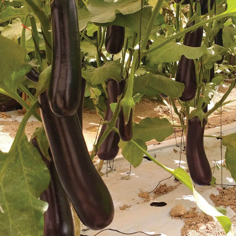 egg plant seed Eggplant Turkish Delite F1 Organic Seed RAW / 500 seeds / Organic