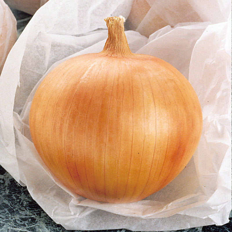 セルディア　オニオン Candy - (F1) Onion Seed | Johnny's Selected Seeds