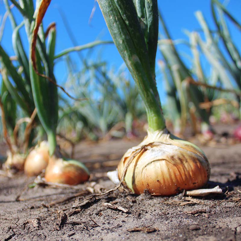 セルディア　オニオン Candy - (F1) Onion Seed | Johnny's Selected Seeds