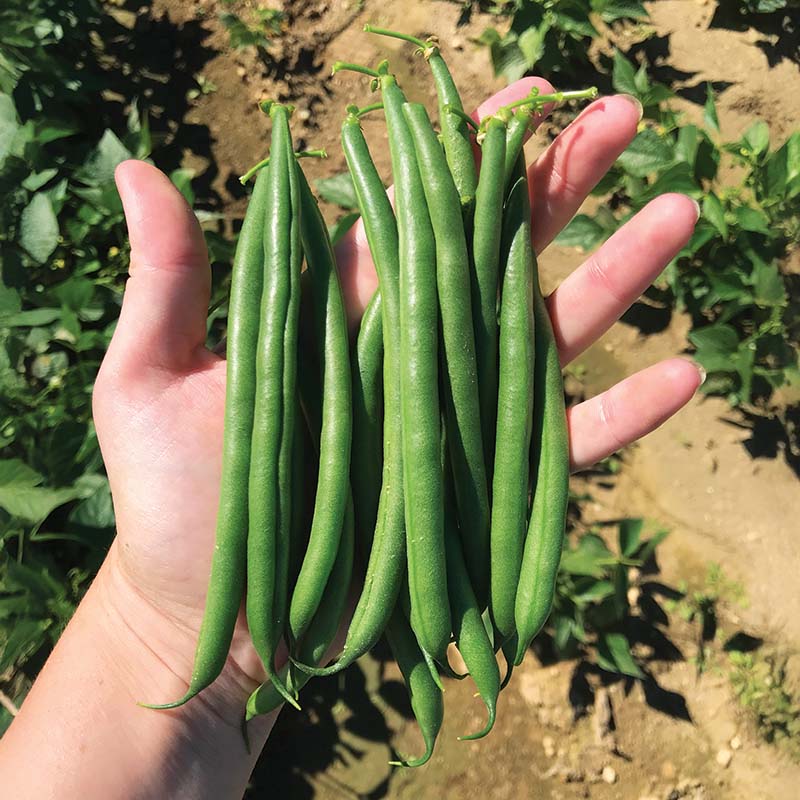 Beansページ　qm Bean Nyquist Seed – Harris Seeds