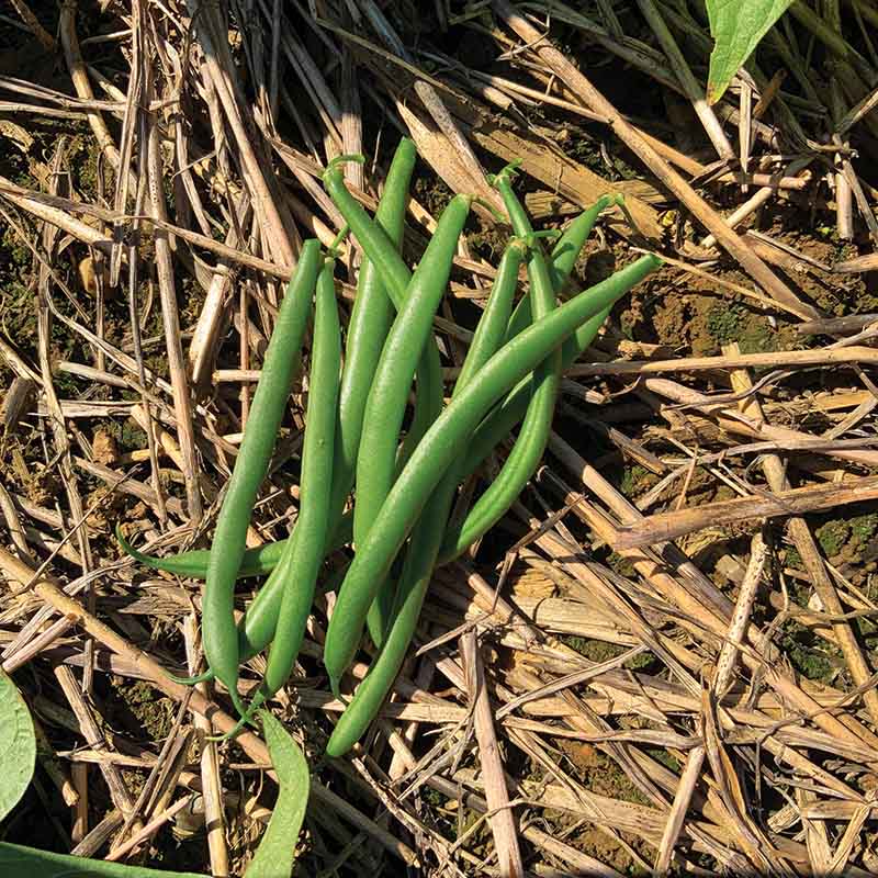 Bean Nyquist Seed – Harris Seeds