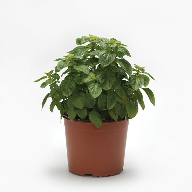 Basil Everleaf Lemon Seed RAW / 5,000 seeds / UNTREATED