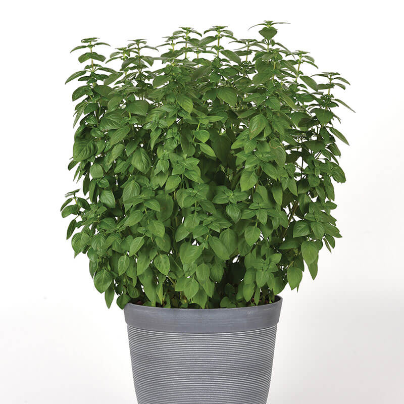 holy basil indoor plant Basil Everleaf Lemon Seed – Harris Seeds