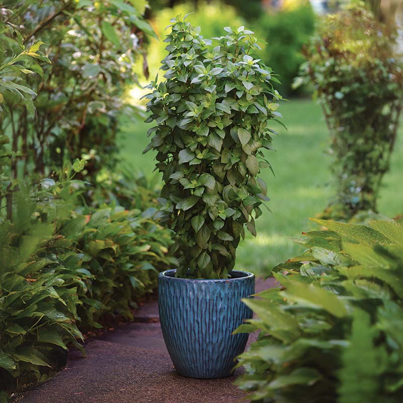 Basil Everleaf Thai Towers Seed – Harris Seeds
