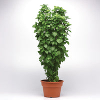 Basil Everleaf Thai Towers Seed