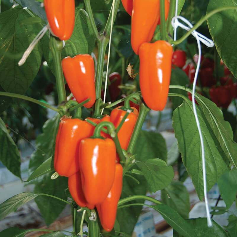 planting orange pepper seeds Pepper Orange Sweetie F1 Seed