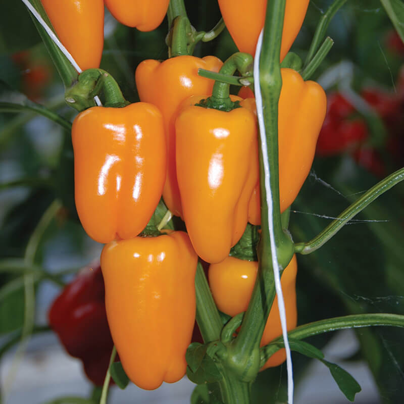 Pepper Yellow Sweetie F1 Seed Harris Seeds