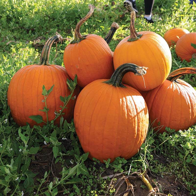 Pumpkin Carbonado Gold F1 Seed – Harris Seeds