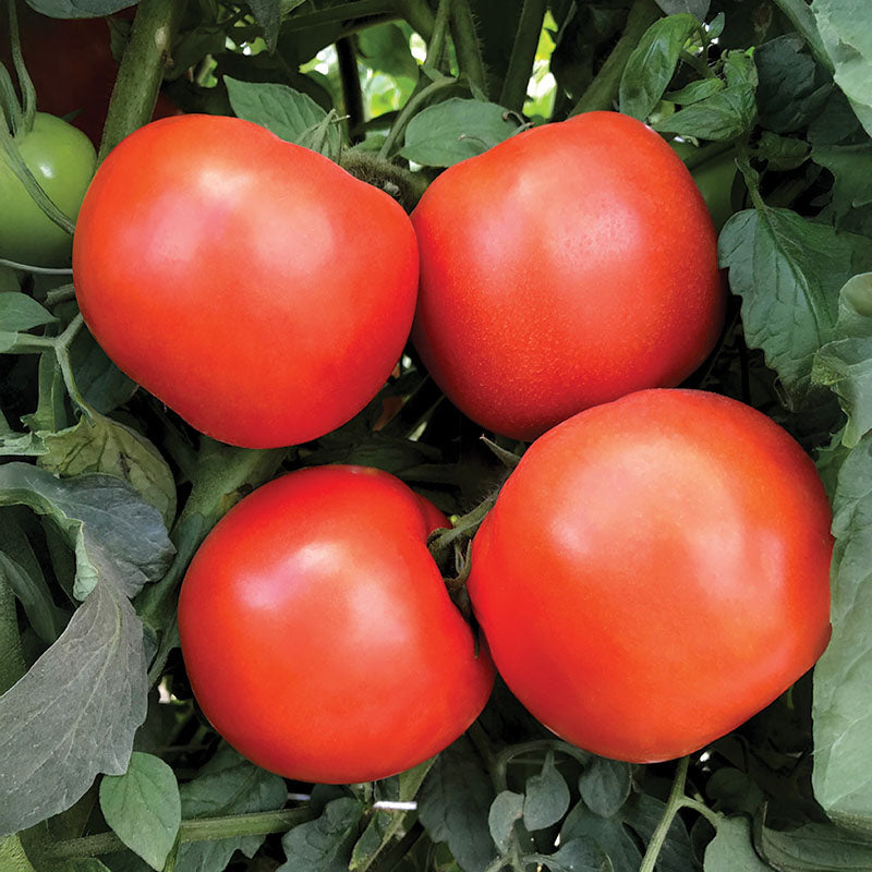 best tomato plant seeds Tomato Rambler F1 Seed STANDARD / 50 seeds / TREATED