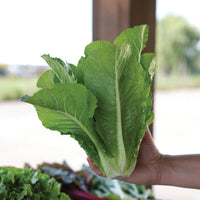Lettuce Bluerock Seed