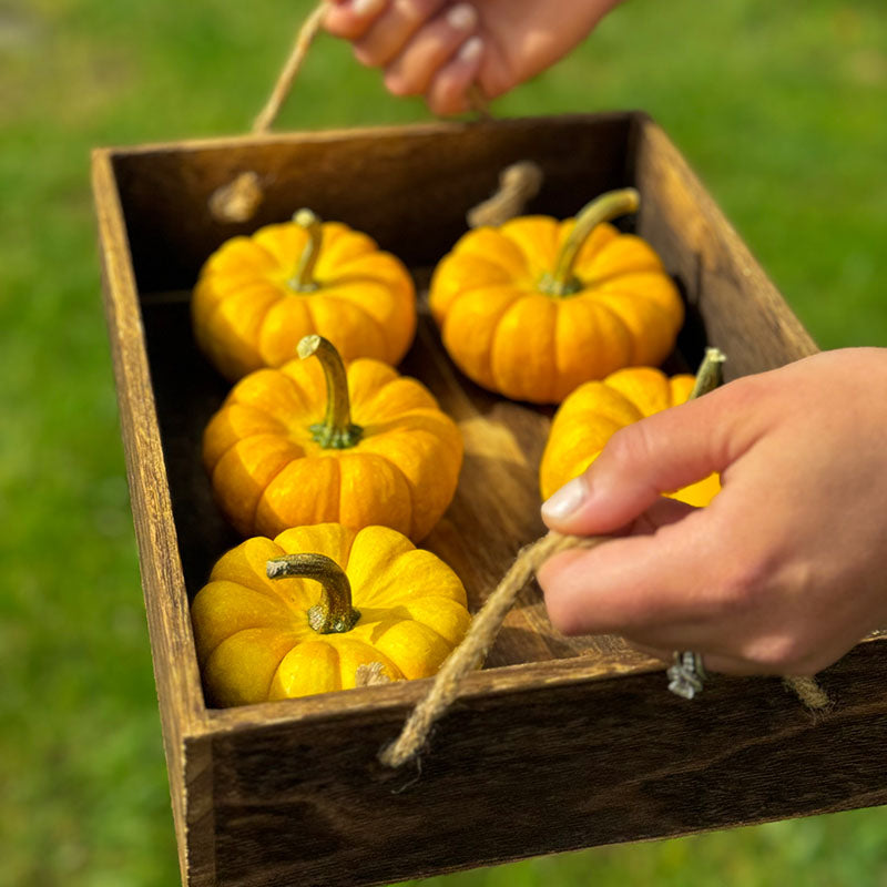 Pumpkin Yellow Jacket F1 Seed – Harris Seeds