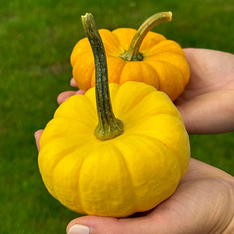 Pumpkin Yellow Jacket F1 Seed – Harris Seeds