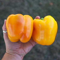 Pepper Yellowfin F1 Seed