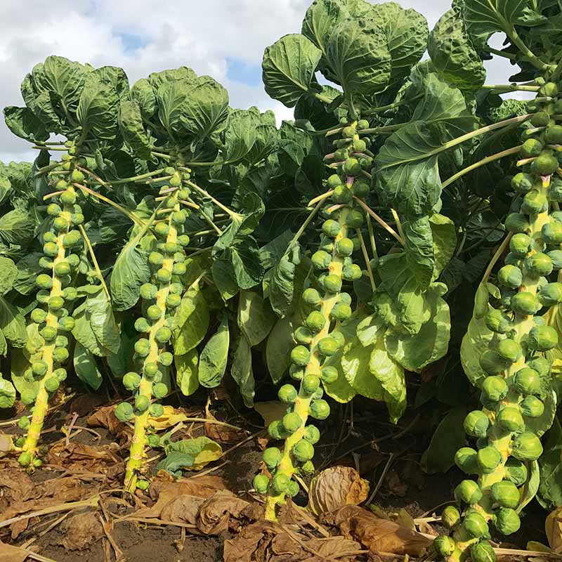 Brussels Sprouts Silvia F1 Seed RAW / 250 seeds / ORGANIC