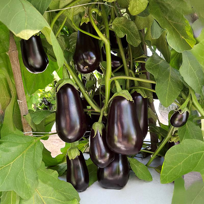 black plant seeds Eggplant Black Stallion F1 Seed STANDARD / 1,000 seeds / TREATED