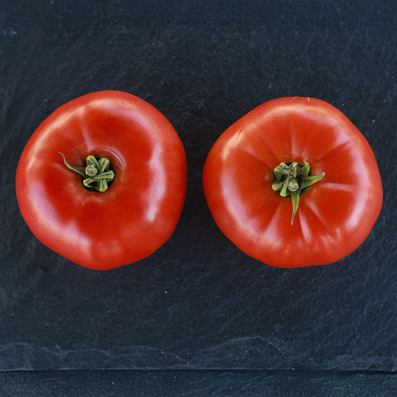 Tomato GTO F1 Seed – Harris Seeds