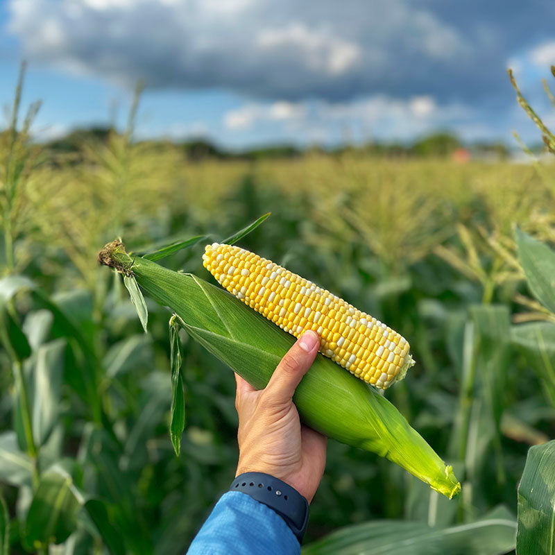 awaken herbicide Sweet Corn Awaken F1 Seed STANDARD / 100,000 seeds / CRUISER