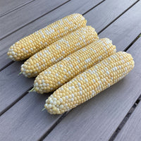 Sweet Corn Marquee F1 Seed