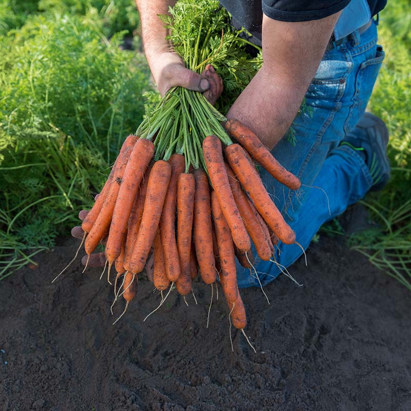 コ*ジ様 goodenough MA-1 harristweed Carrot Mokum F1 Seed – Harris Seeds