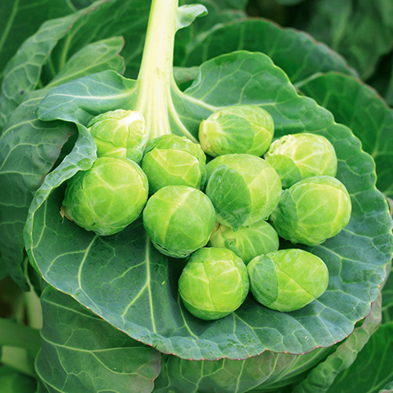 plant brussel sprouts seeds Brussels Sprouts Gustus F1 Seed FILM COATED / 250 seeds / TREATED