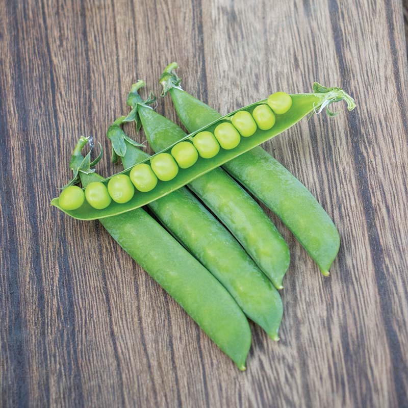 pss plant seeds Pea PLS 167 Seed STANDARD / 100 seeds / CRUISER