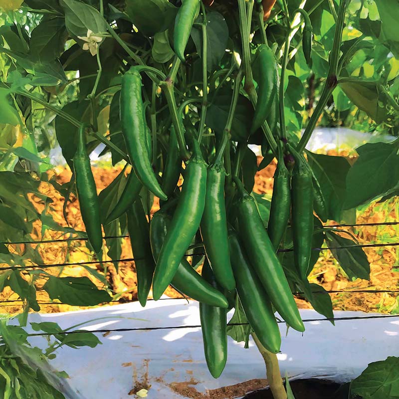 Pepper Pathfinder F1 Seed STANDARD / 250 seeds / TREATED
