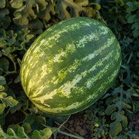 Watermelon Honeycutt F1 Seed