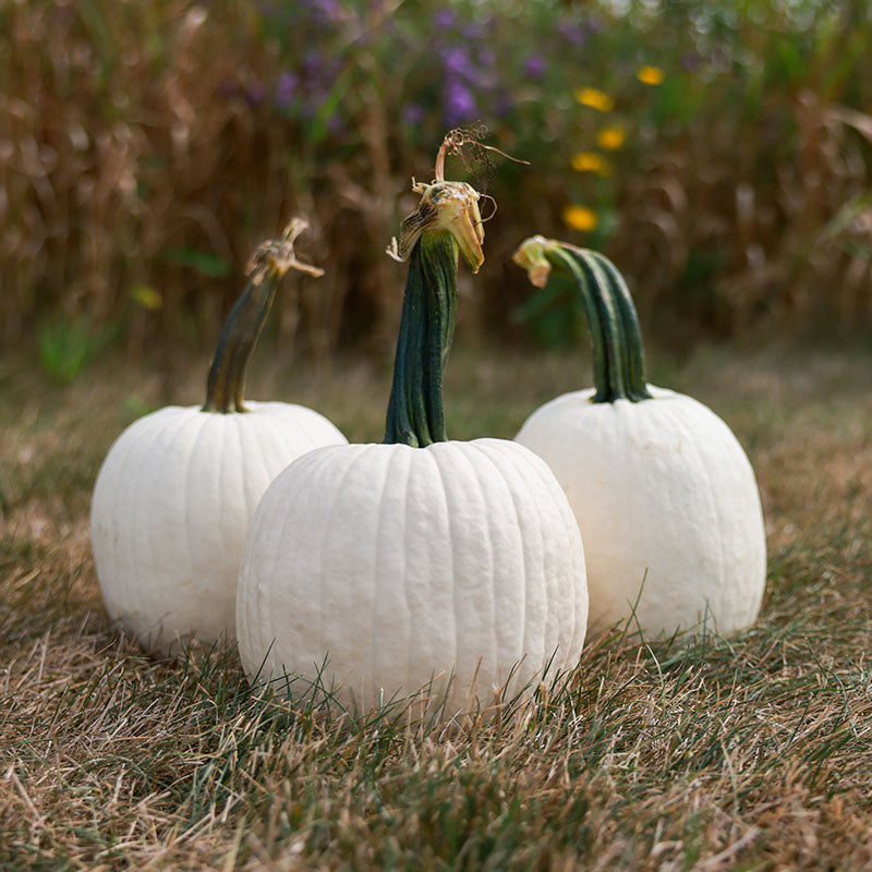 Pumpkin Avalanche F1 Seed – Harris Seeds
