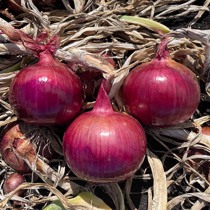 strawberry onion seeds Onion Red Garcia F1 Seed STANDARD / 1,000 seeds / TREATED