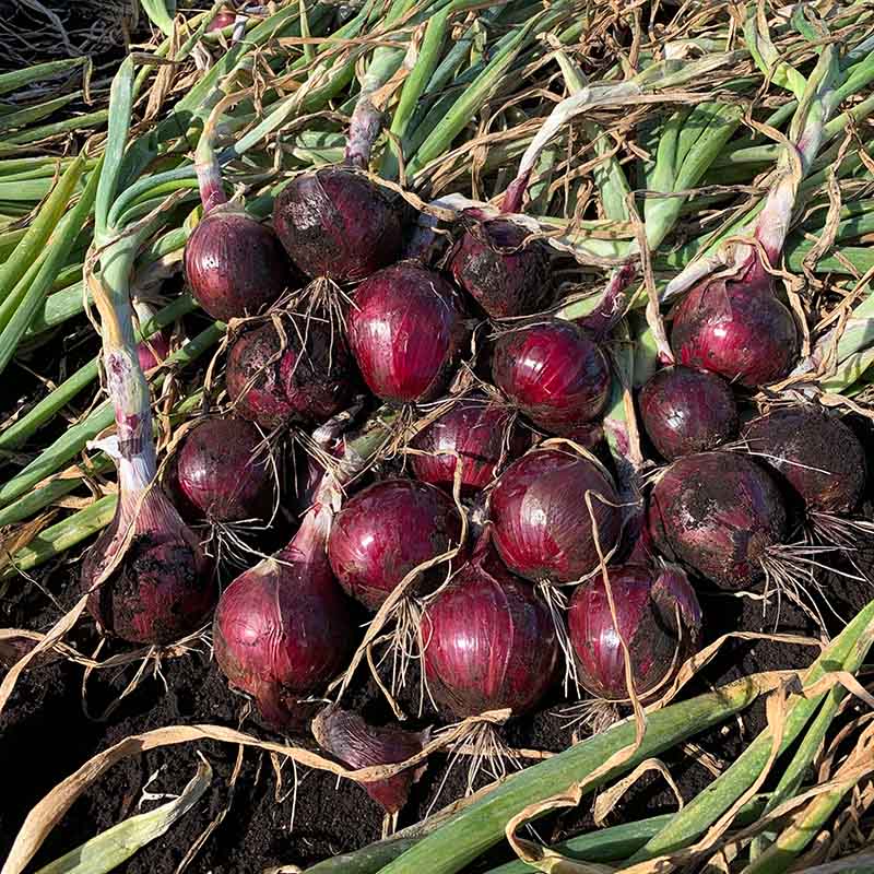 Onion Red Garcia F1 Seed STANDARD / 1,000 seeds / TREATED
