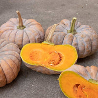 Squash Kai Kai F1 Seed