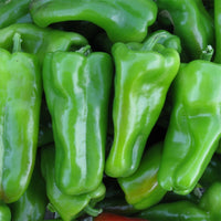 Pepper Exuma F1 Seed