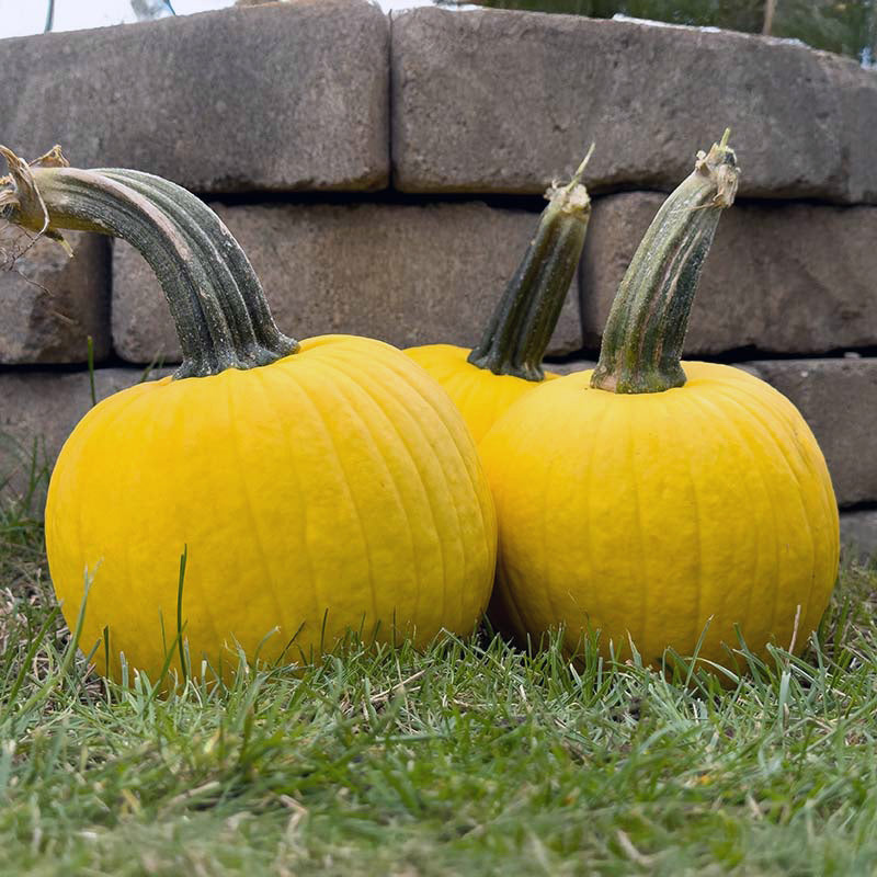a plant that has round and yellow seeds Pumpkin Lemon Sun F1 Seed