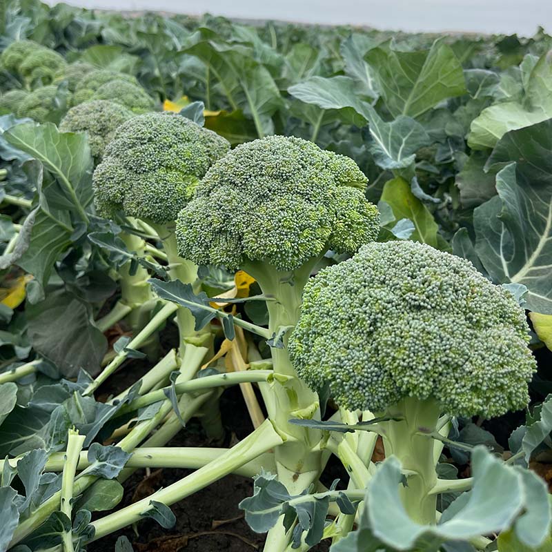 winter broccoli seeds for planting Broccoli Hijack F1 Seed STANDARD / 50 seeds / TREATED