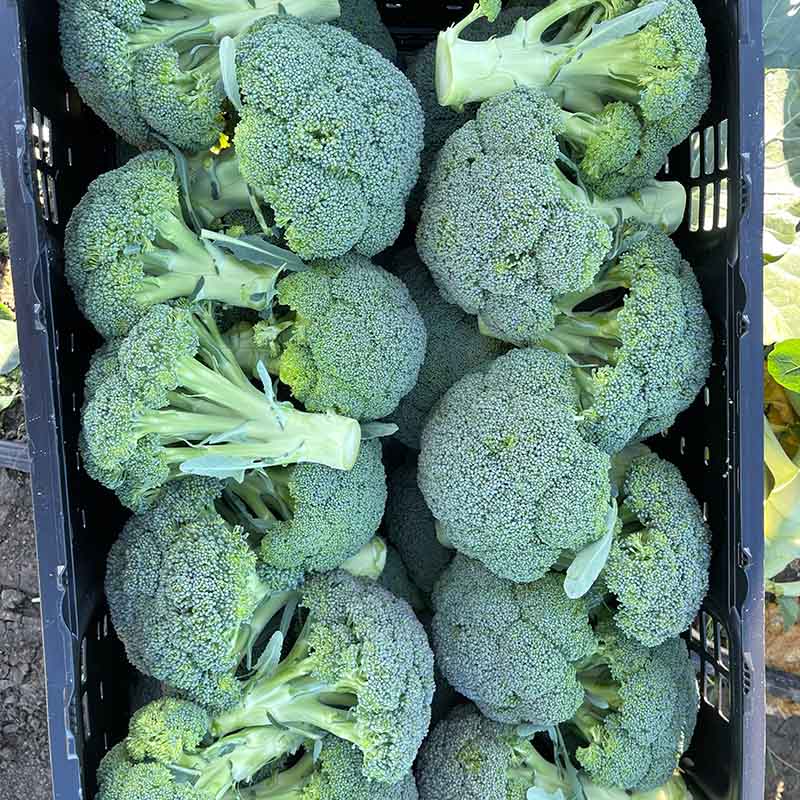 Broccoli Hijack F1 Seed – Harris Seeds