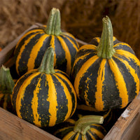 Pumpkin HoneyBee F1 Seed