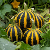 Pumpkin HoneyBee F1 Seed