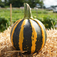 Pumpkin HoneyBee F1 Seed