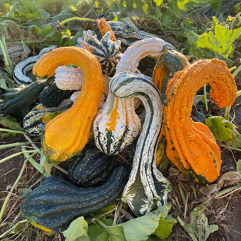 gourd plant seeds Gourd Gourdosaurus Rex Blend F1 Seed FILM COATED / 25 seeds / TREATED