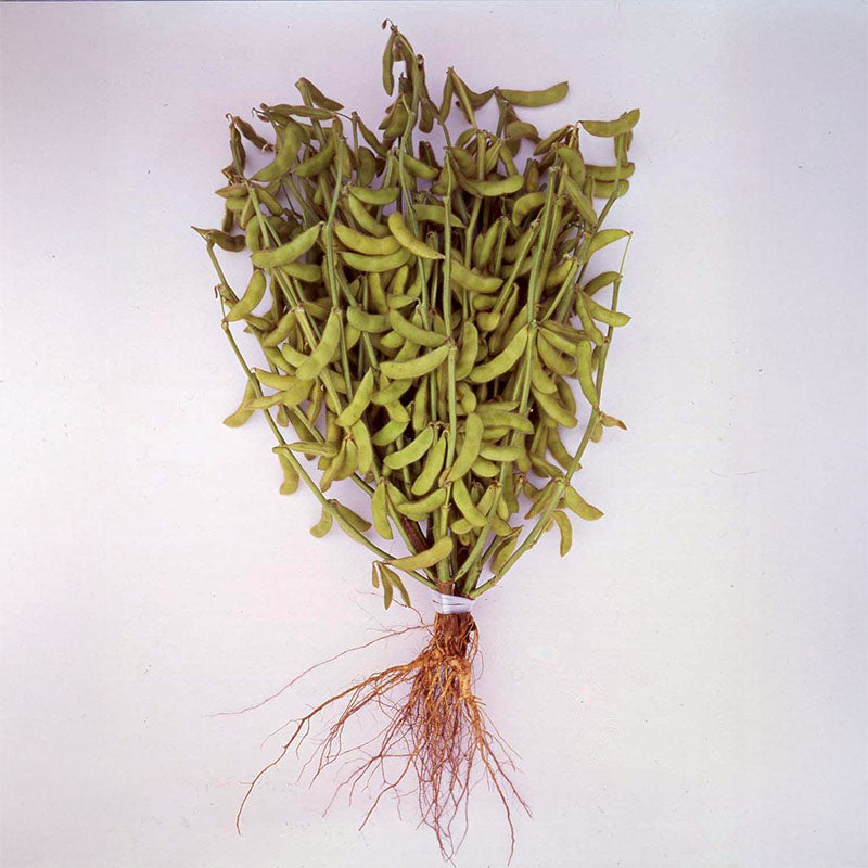 edamame garden seeds Bean Edamame Karikachi No. 3 Seed – Harris Seeds