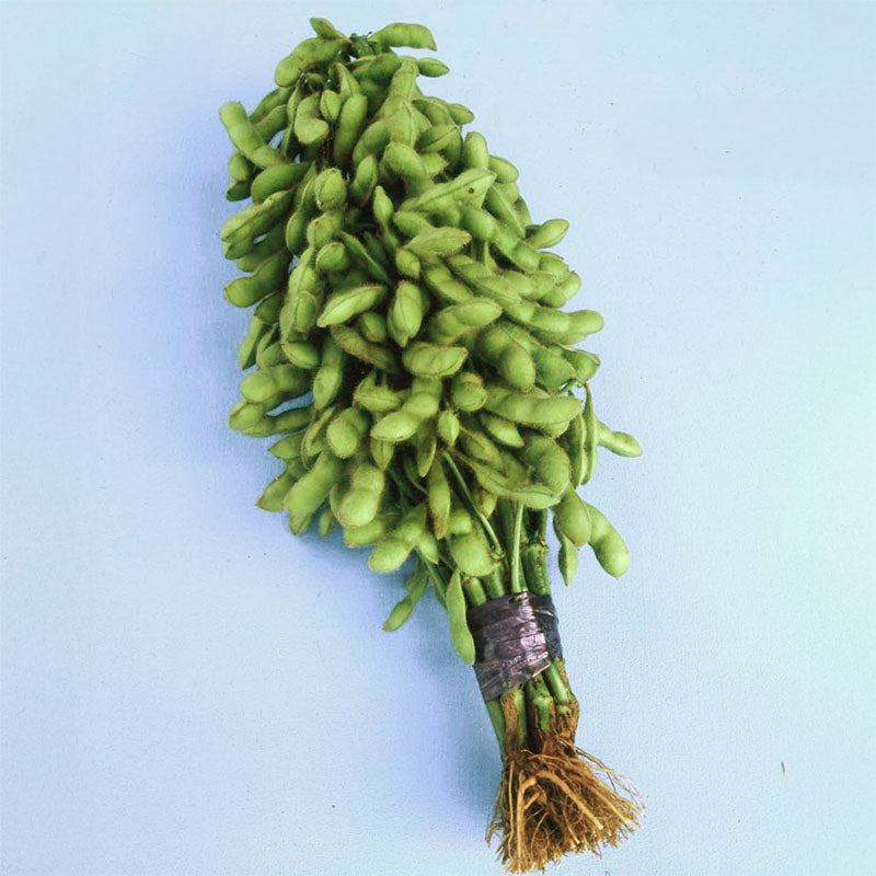 edamame garden seeds Bean Edamame Karikachi No. 3 Seed – Harris Seeds