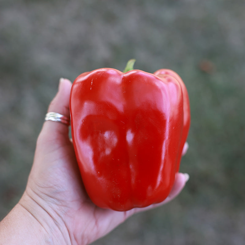 Pepper Redfish F1 Seed – Harris Seeds